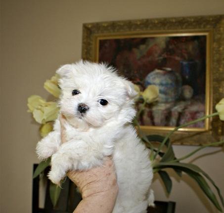 Top Quality Malteses Puppies:.contact us at(478) 257-2014