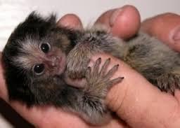 Marmoset Babies Available Now !