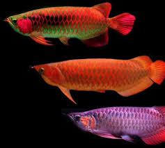 red  And Green Arowana availeble for sale!