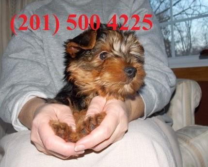 Small T.e.A.c.U.P Y.o.R.K.i.E puppies!!!(201) 500 4225