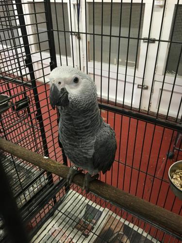 Beautiful African Grey Parrot And Cage (707) 401-9585