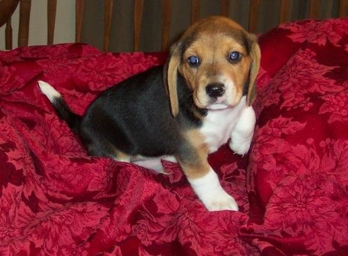 Beagle  p.u.p.p.i.e.s For sale ..Males and females available*.