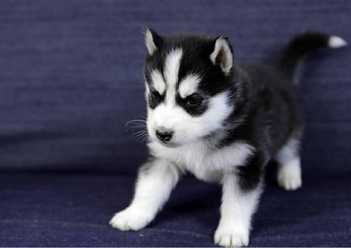 Gorgeous Siberiaan Huskee puppies looking for good homes440-490-6115