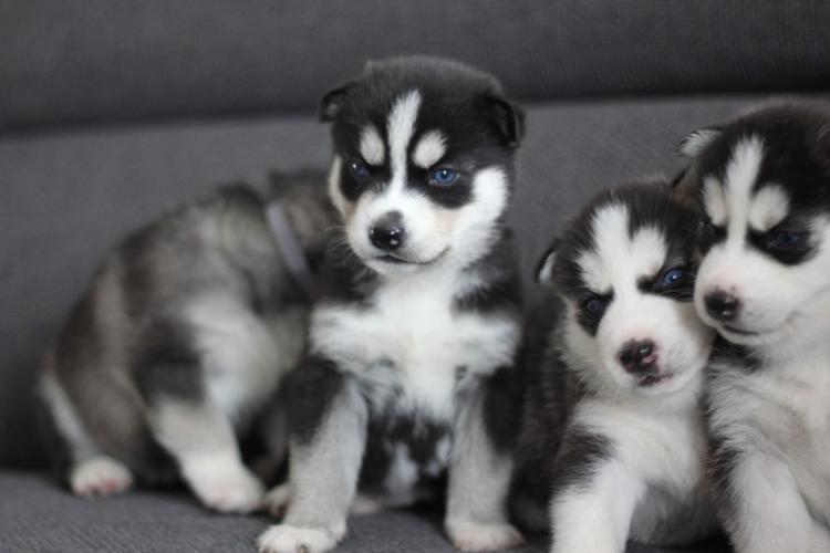  Quality siberians huskys Puppies:contact us at (401)  702-3651
