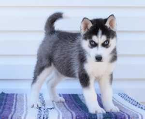 Gorgeous Siberiaan Huskee puppies looking for good homes440-490-6115