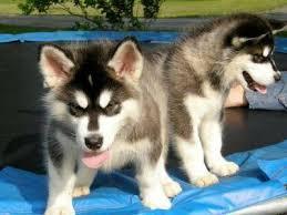  FREE Quality siberians huskys Puppies:contact us at(978) 743-9955