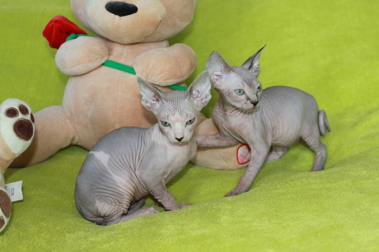 3 Awesome sphinx kittens need new homes