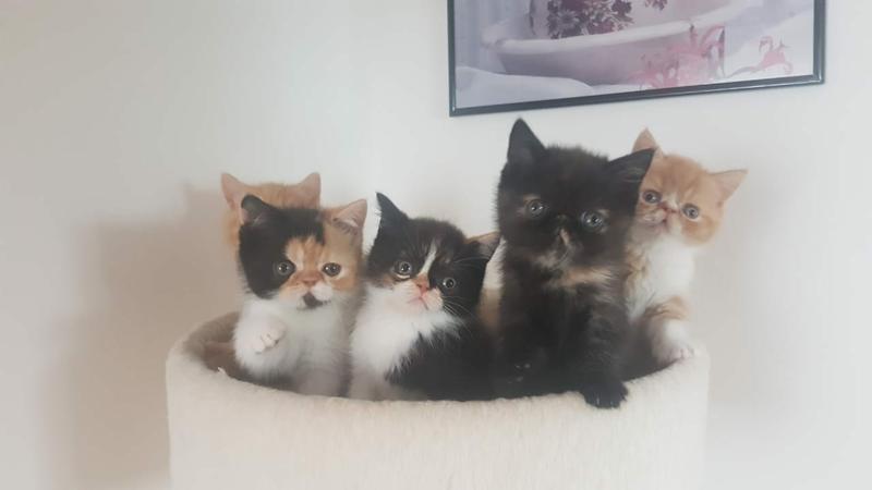 10  weeks old exotic shorthair   kittens available