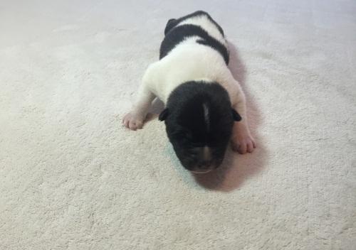 Beautiful AKITA puppies only for a Beautiful home