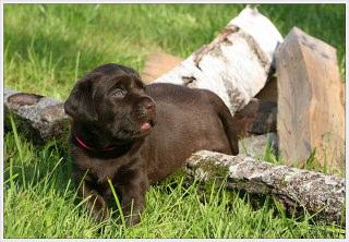 .. Labradors retriever Puppies to good homes..