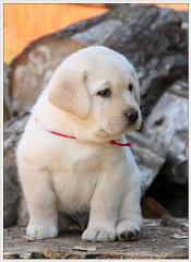 .. Labradors retriever Puppies to good homes..