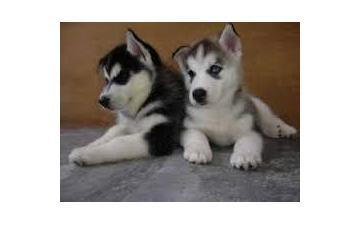 FREE Quality siberians huskys Puppies:contact us at (940) 247-3735