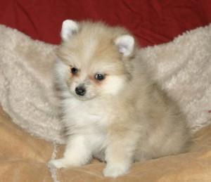 Male and Female Pomeranianss Puppies Available (443) 488-5295