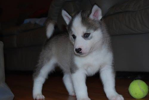  FREE Quality siberians huskys Puppies:contact us at(612)213-5487
