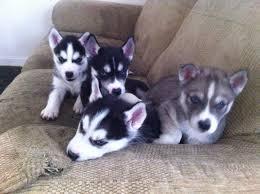 Quality siberians huskys Puppies:contact us at(651) 347-6712
