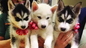 Quality siberians huskys Puppies:contact us at(651) 347-6712