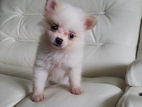 !!Male and Female Pomeranianss Puppies Available #442 X 281 X 6156