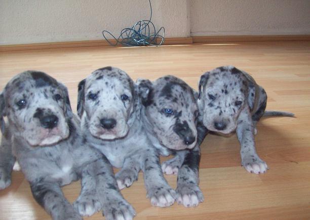 Both males and females GREAT  DANE pups
