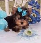 FREEEE TWO Tiny CUTE Tea-cup Yorkies Pu.ppies Need 4ever Home NO FEES!!. Not For Sell!! PICK UP A