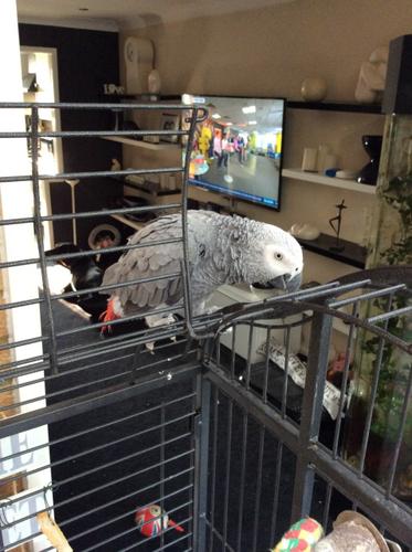 Beautiful African Grey Parrot And Cage (707) 401-9585
