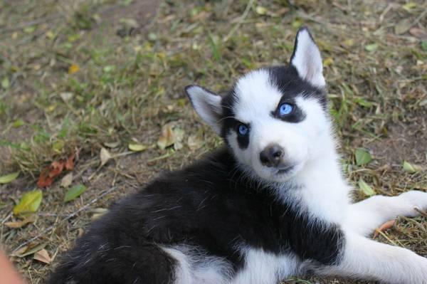 !!!!! Quality siberians huskys Puppies:!!!contact us at(218) 302 4719