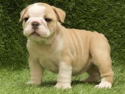 FREE*FREE Healthy Free M/F English B.u.l.l.d.o.g Puppies!!!(302) 585-5481 thanks for your time