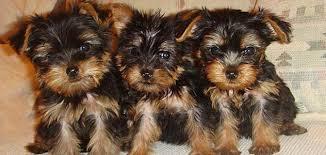 #Awesome Female and Male Y.o.r.k.i.e puppies#