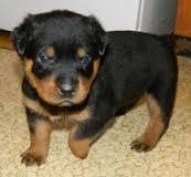 FREE  Free  Rott..weiler Pu.ppies Not For Sell Free) Need Home???269 -397-2519