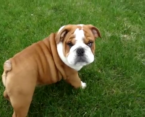 ??? FREE Gorgeous Englishh Bulldoggs Pu.ppies Not For Sell Free) Need Home???