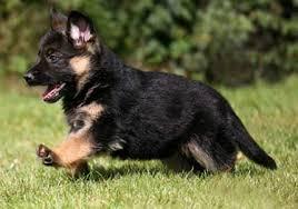 AKC registered Male German Shepherd puppy for sale (984) 329-1720