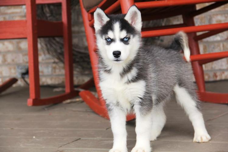  Quality siberians huskys Puppies:contact us at(971) 208-9967