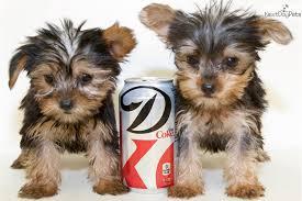 TWO Tiny CUTE Tea-cup Yorkies Pu.ppies Need 4ever Home NO FEES!!. Not For Sell!! PICK UP AT OUR