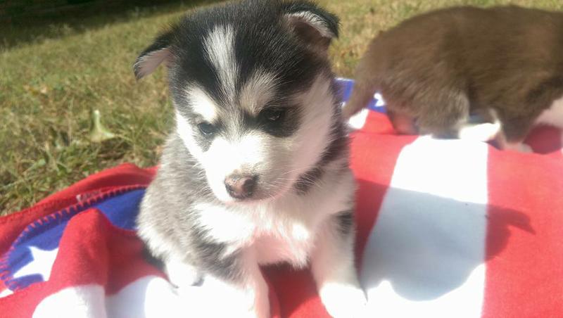 Gorgeous pomsky puppies looking for good homes//(660) 324-1895