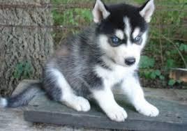  FREE Quality siberians huskys Puppies:contact us at(916) 287-3304
