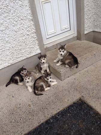 Gorgeous pomsky puppies looking for good homes//(660) 324-1895