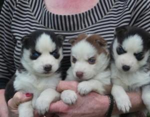  FREE Quality siberians huskys Puppies: