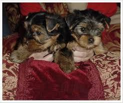 Teacup Y.o.r.k.i.e Puppies For sale .Males and females available.Interested person should email fo