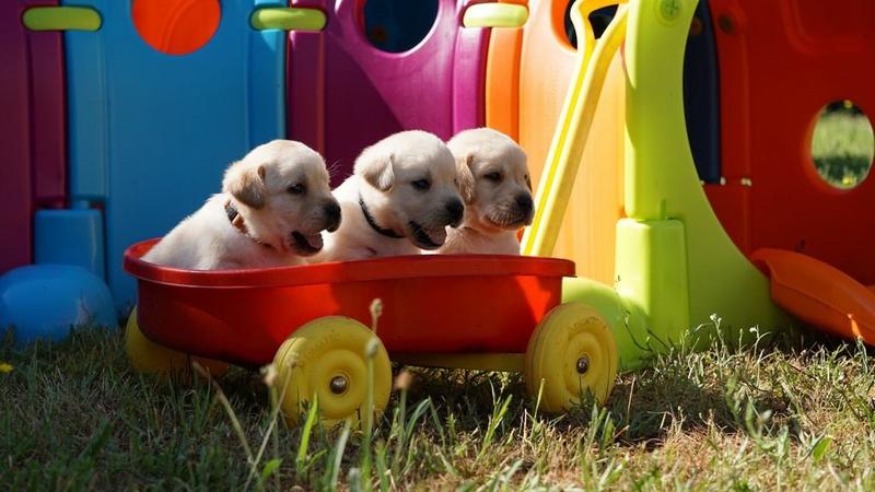 . Labradors retriever Puppies to good homes..