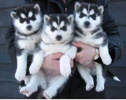  FREE Quality siberians huskys Puppies:contact us at(978) 743-9955