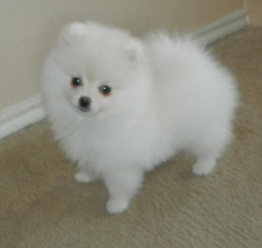 POMERNAIAN PUPPY FOR NEW HOME 470) 315-0784