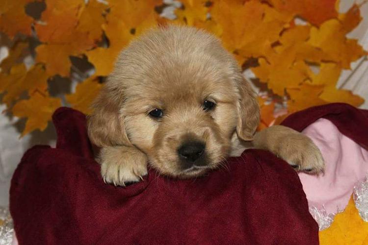 PennySaver | Pure breed Golden Retriever Puppies Ready to go Now in Los Angeles, California, USA
