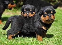 AKC Registered ROTTWEILER Puppies for sale ...