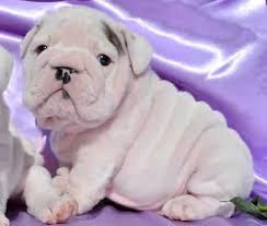 FREE*FREE Healthy Free M/F English B.u.l.l.d.o.g Puppies!!!(301) 463-7620 thanks for your time