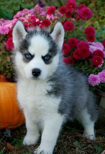 Quality siberians huskys Puppies:contact us at(303) 632-0370