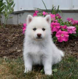 Gorgeous pomsky puppies looking for good homes(302)583-3421