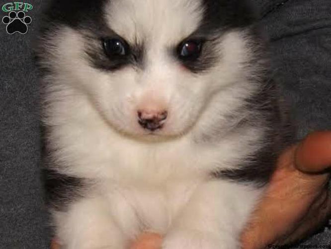 Gorgeous pomsky puppies looking for good homes//(339) 526-2131
