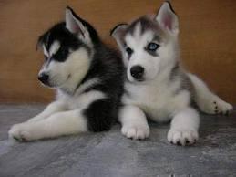 Free Blue Eyes G.orgeous Pu.ppies Not For Sell Free) Need Home (501) 492-9878