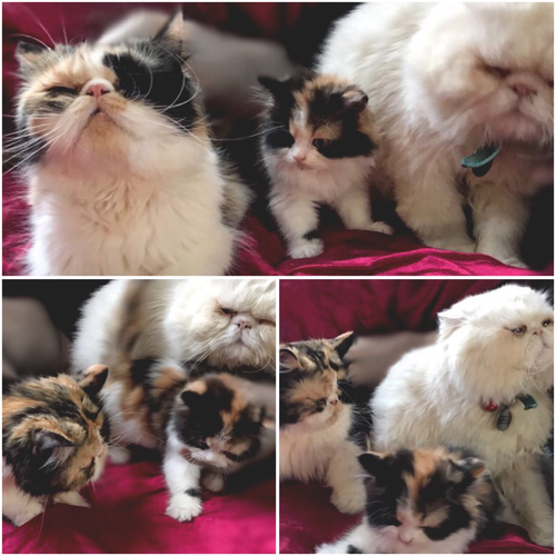 Get Calico Persian Cat Price Pics Adopt Siberian Kitten