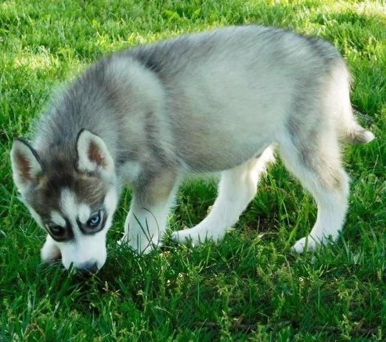 punctual free Siberians Huskies puppies Available