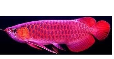 tropical aquarium fishes for sale supply quality arowana fishes